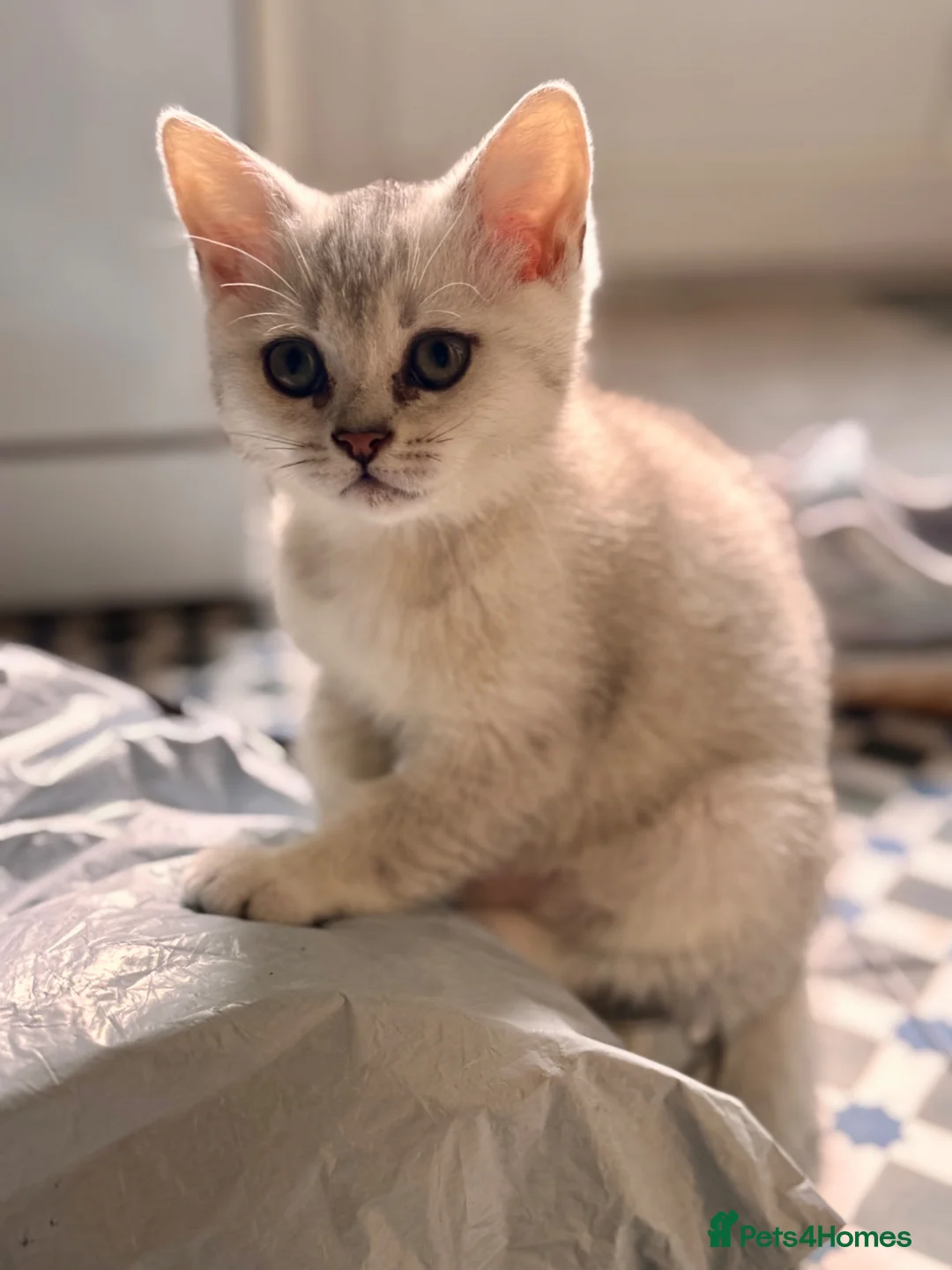 Scottish Fold cats for sale: Kitten  - Advert 2