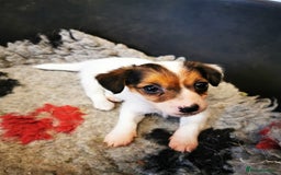 Mixed Breed dogs for sale: 2 Jack Russell cross puppies for sale - Advert 8