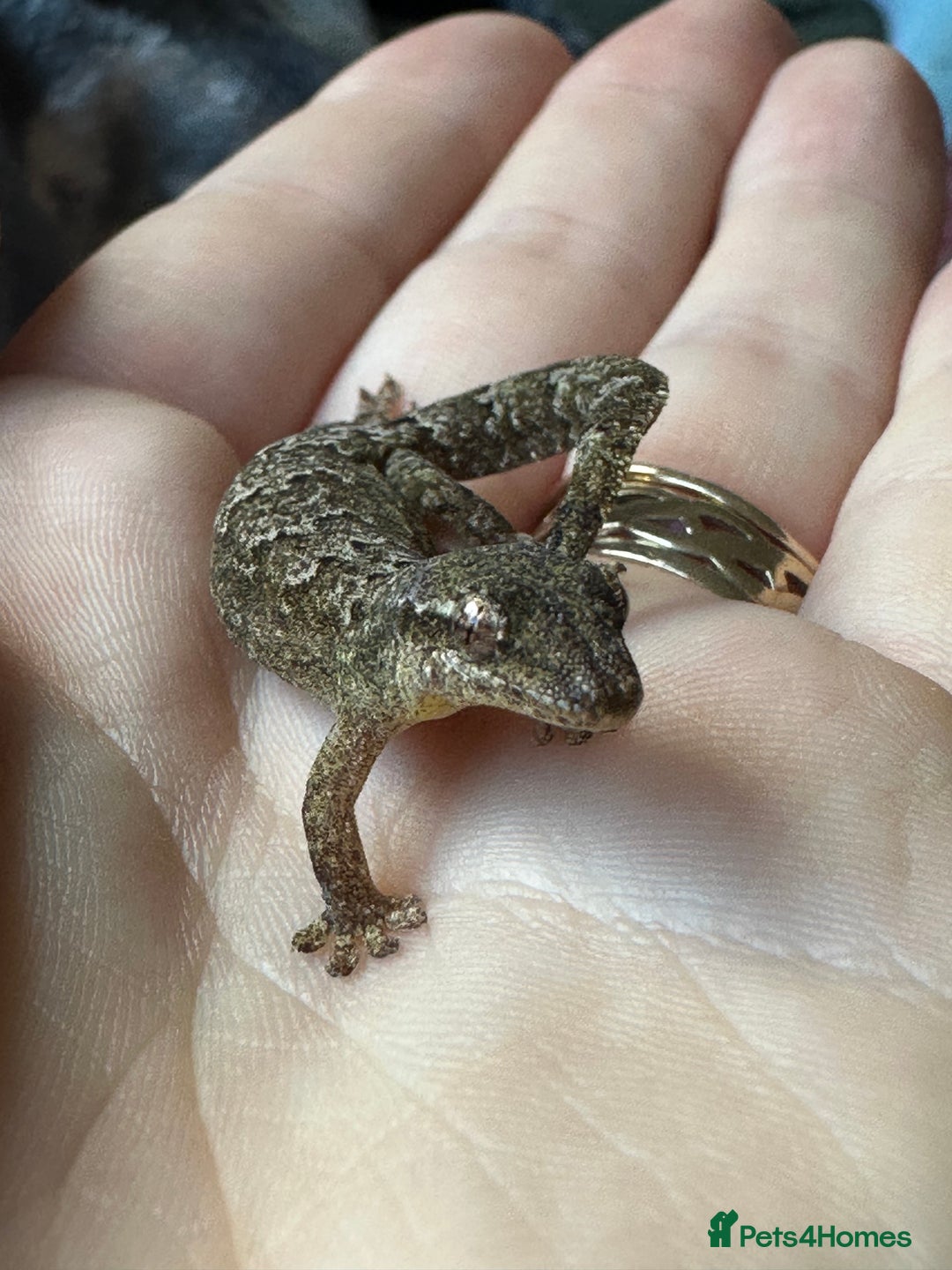 Gecko reptiles for sale: Colony of Mourning Geckos - Advert 1