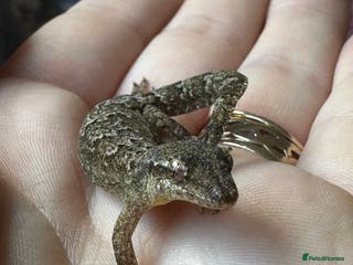 Gecko reptiles Colony of Mourning Geckos - Advert 2