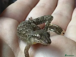 Gecko reptiles Colony of Mourning Geckos - Advert 7