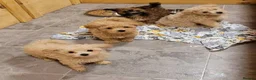 Maltipoo dogs for sale: Five Maltipoo Darlings – Special Little Companion - Advert 4