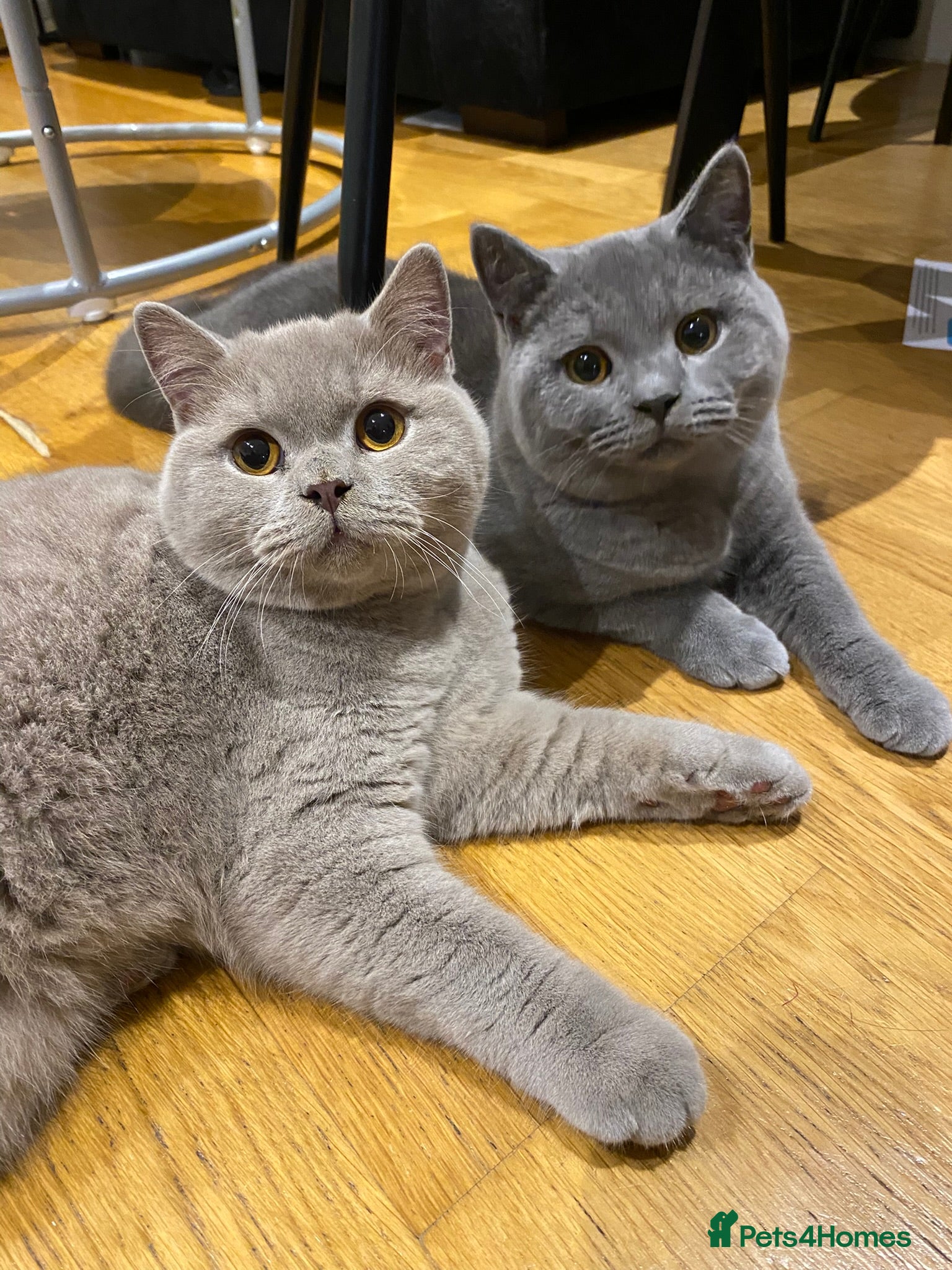 British Shorthair cats Beautiful Chunkey Kittens Ready for Forever Homes - Advert 14