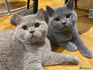 British Shorthair cats Beautiful Chunkey Kittens Ready for Forever Homes - Advert 2