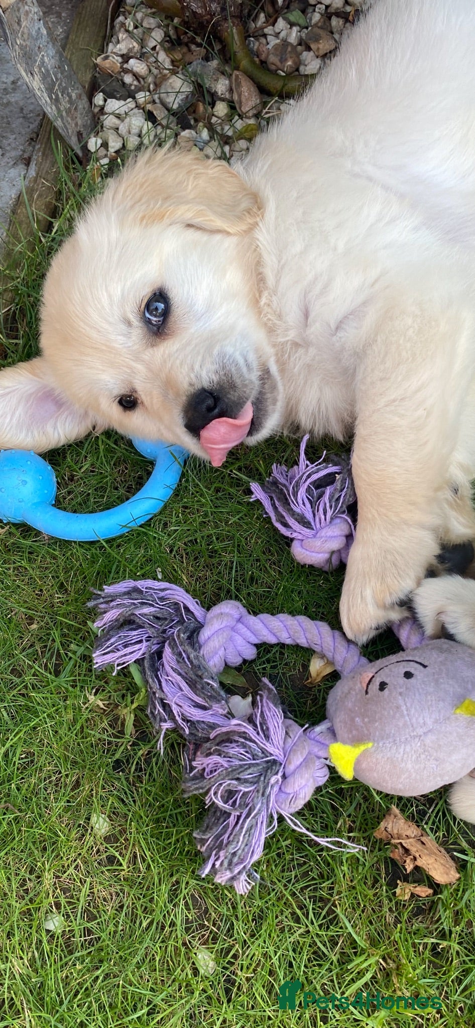 Golden Retriever dogs 2 female KC registered cream  - Advert 2