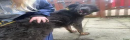 Mixed Breed dogs for adoption: Newton - Norwich Norfolk  - Advert 16