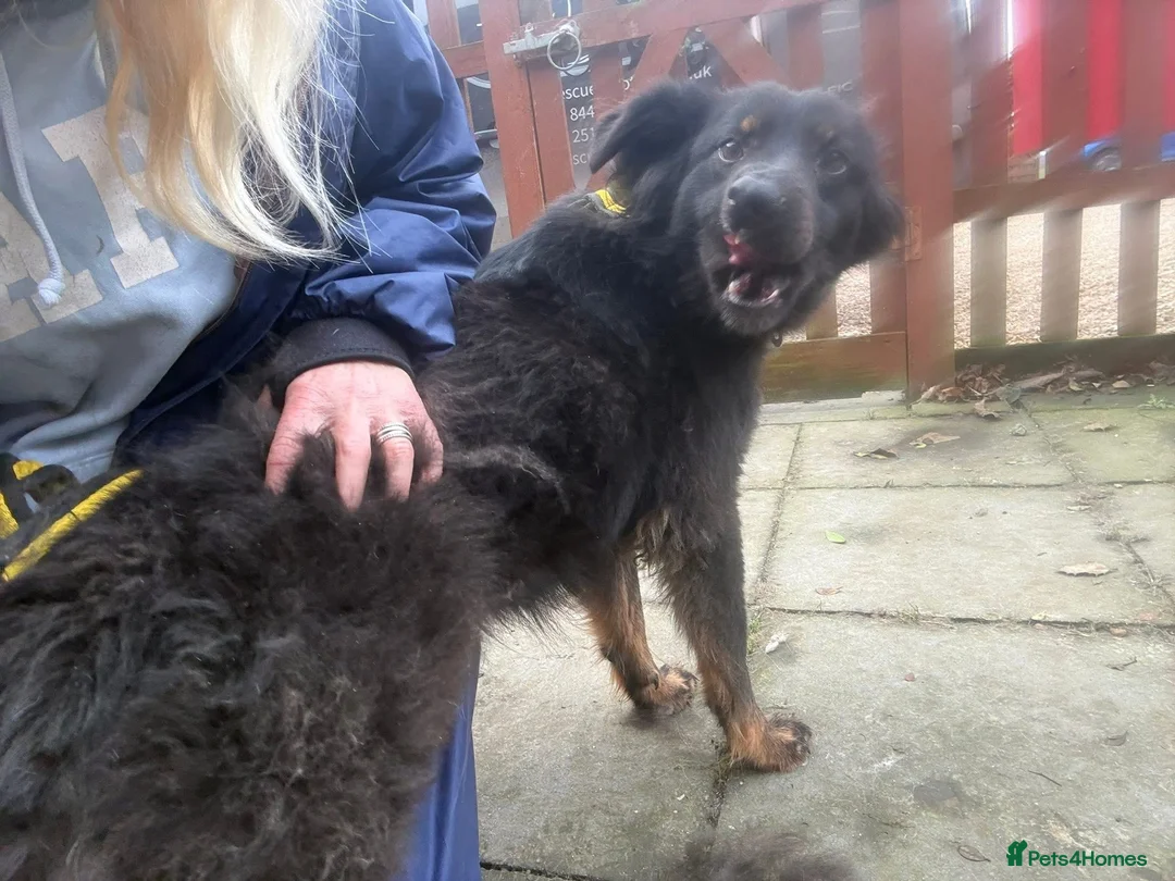 Mixed Breed dogs for adoption: Newton - Norwich Norfolk  - Advert 16