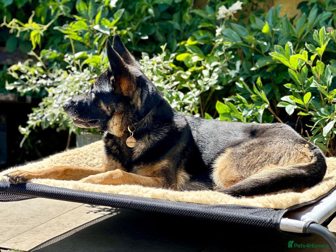 German Shepherd dogs for sale: 8 year old GSD bitch looking for a new home.  - Image 8