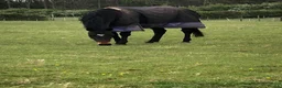 English Thoroughbred horses for sale: Sienna - 15.2hh, 10yo TB MARE in Corby - Advert 14