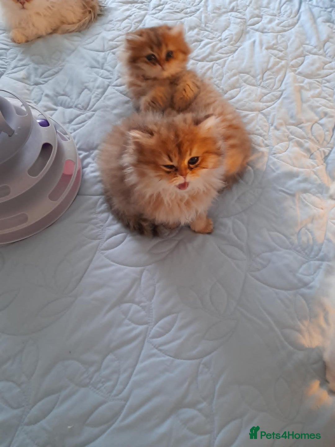 Persian cats for sale: Golden Persian Kittens for sale  - Advert 3