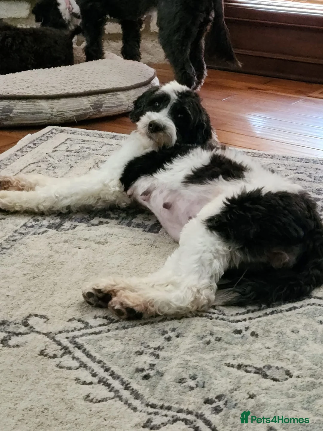 Portuguese Water Dog dogs for sale: 9 pups 🌟 full breed PWD litter 🐶  in Redditch - Advert 21