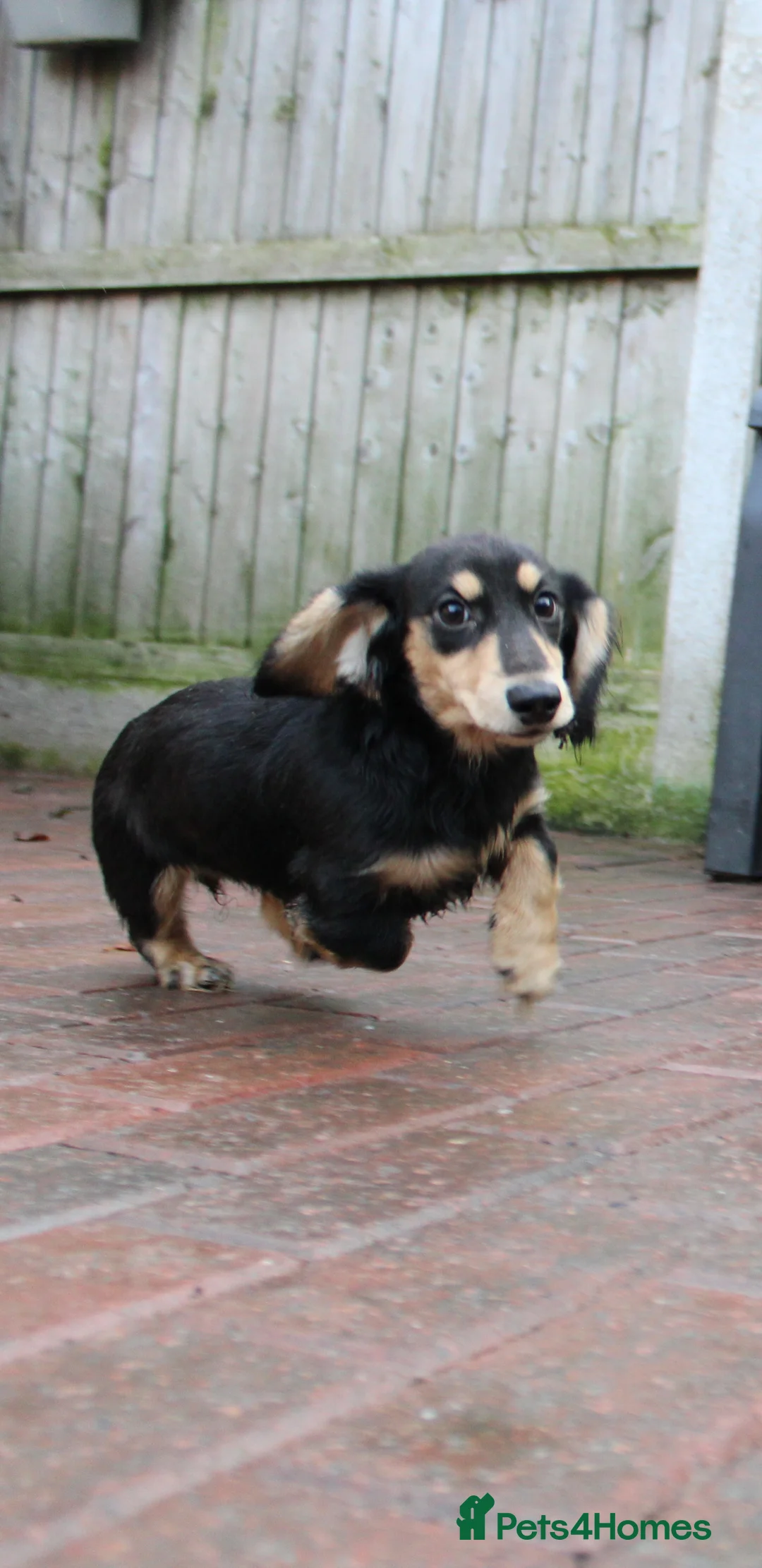 Miniature Dachshund dogs for sale: Long hair  - Advert 2