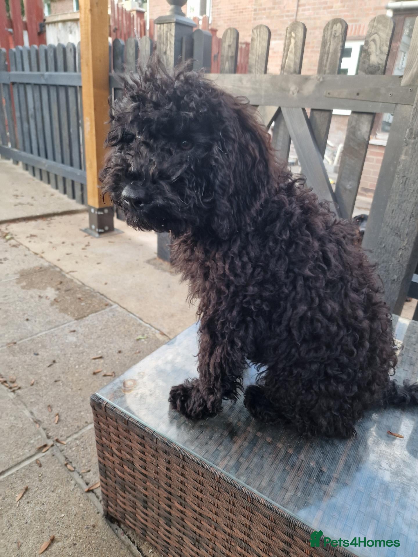 Cockapoo dogs Full Vaccinations READY NOW Show Cockapoo F1b - Advert 1