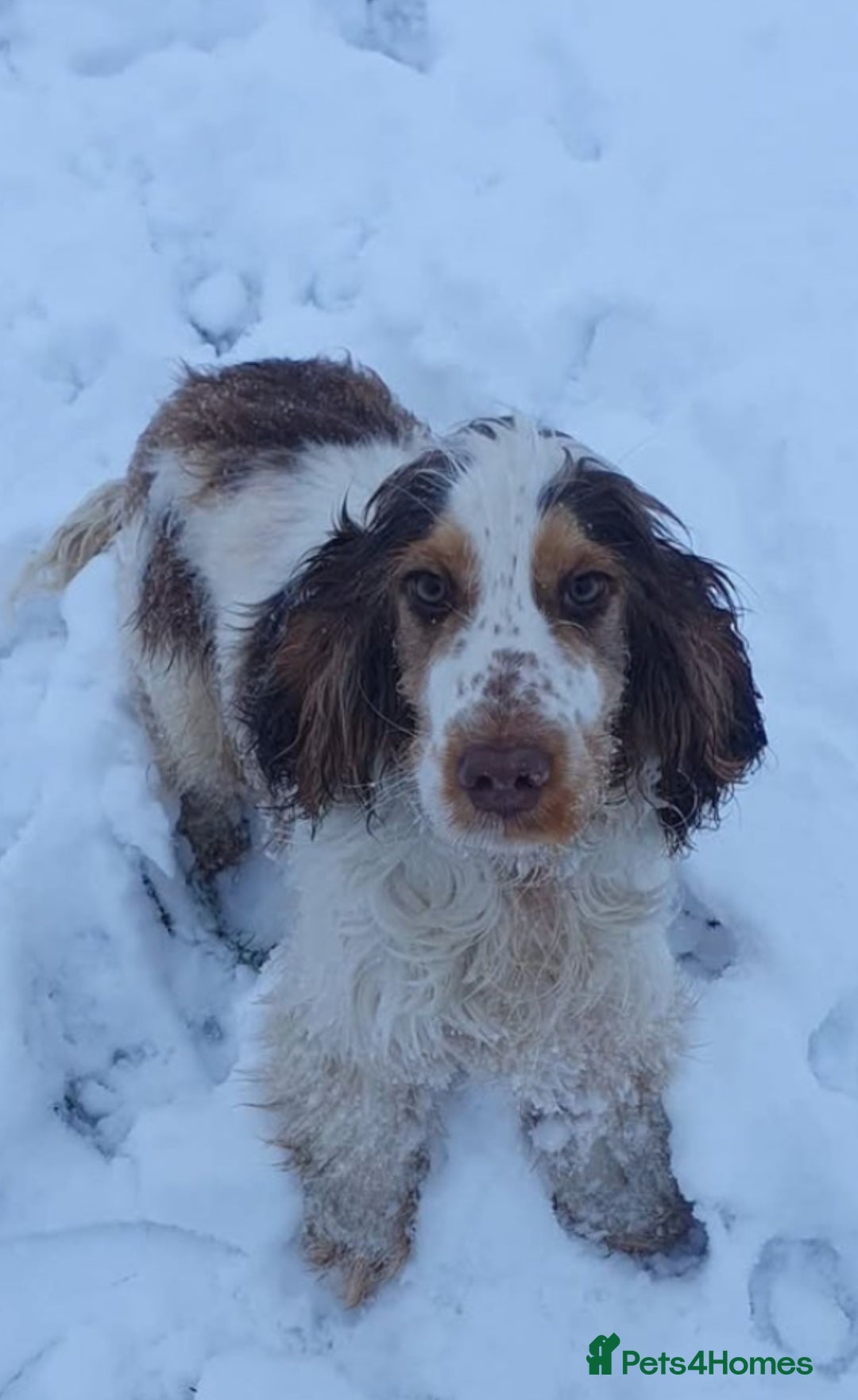 Cocker Spaniel dogs for sale: KC Registered Show Type Cocker Spaniel  - Advert 6