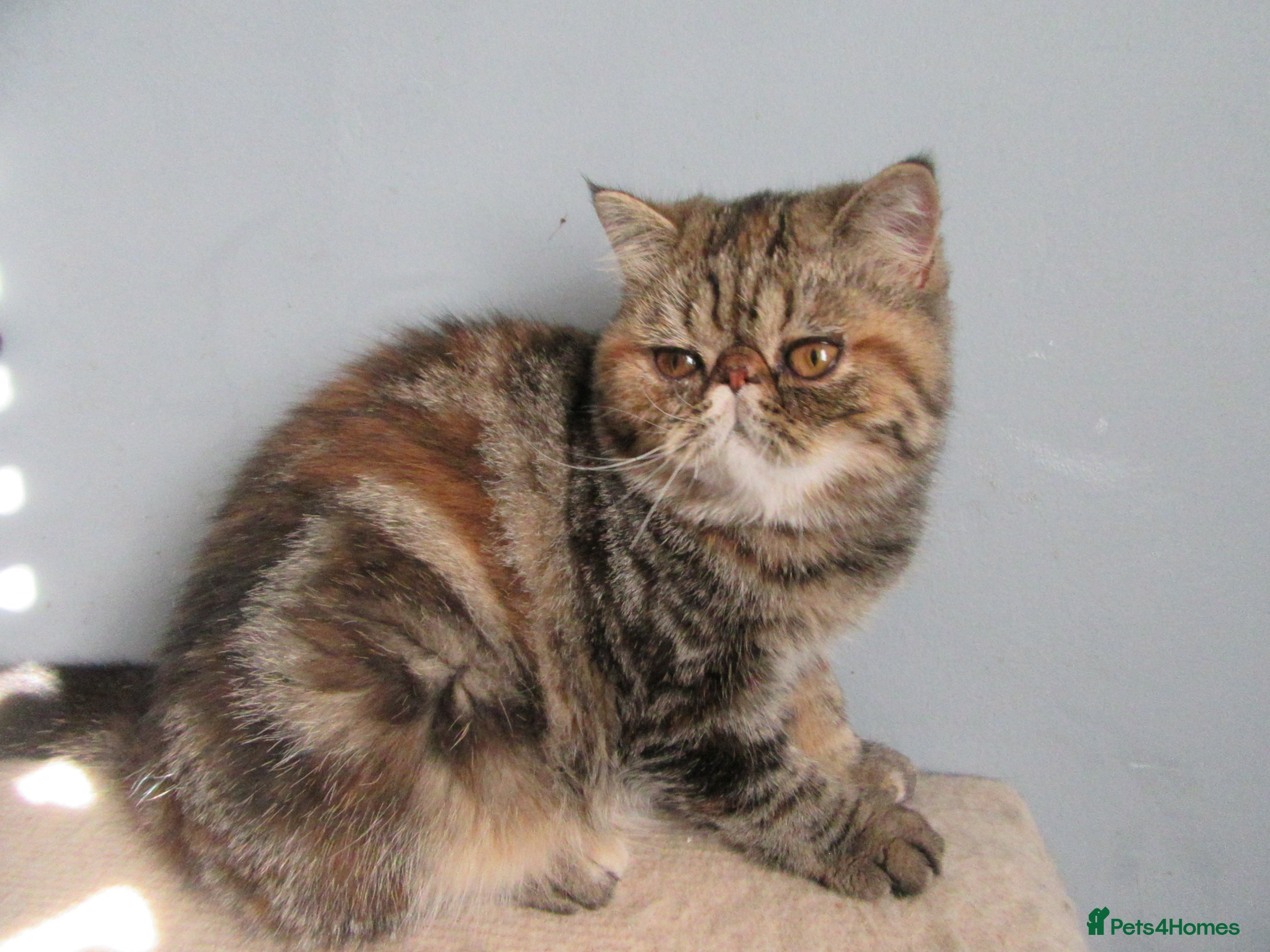 Exotic cats  Beautiful Exotic female kittens Ready now - Advert 11