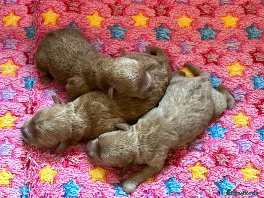 Cockapoo dogs for stud: Cockapoo for stud not for sale  in Taunton - Advert 10