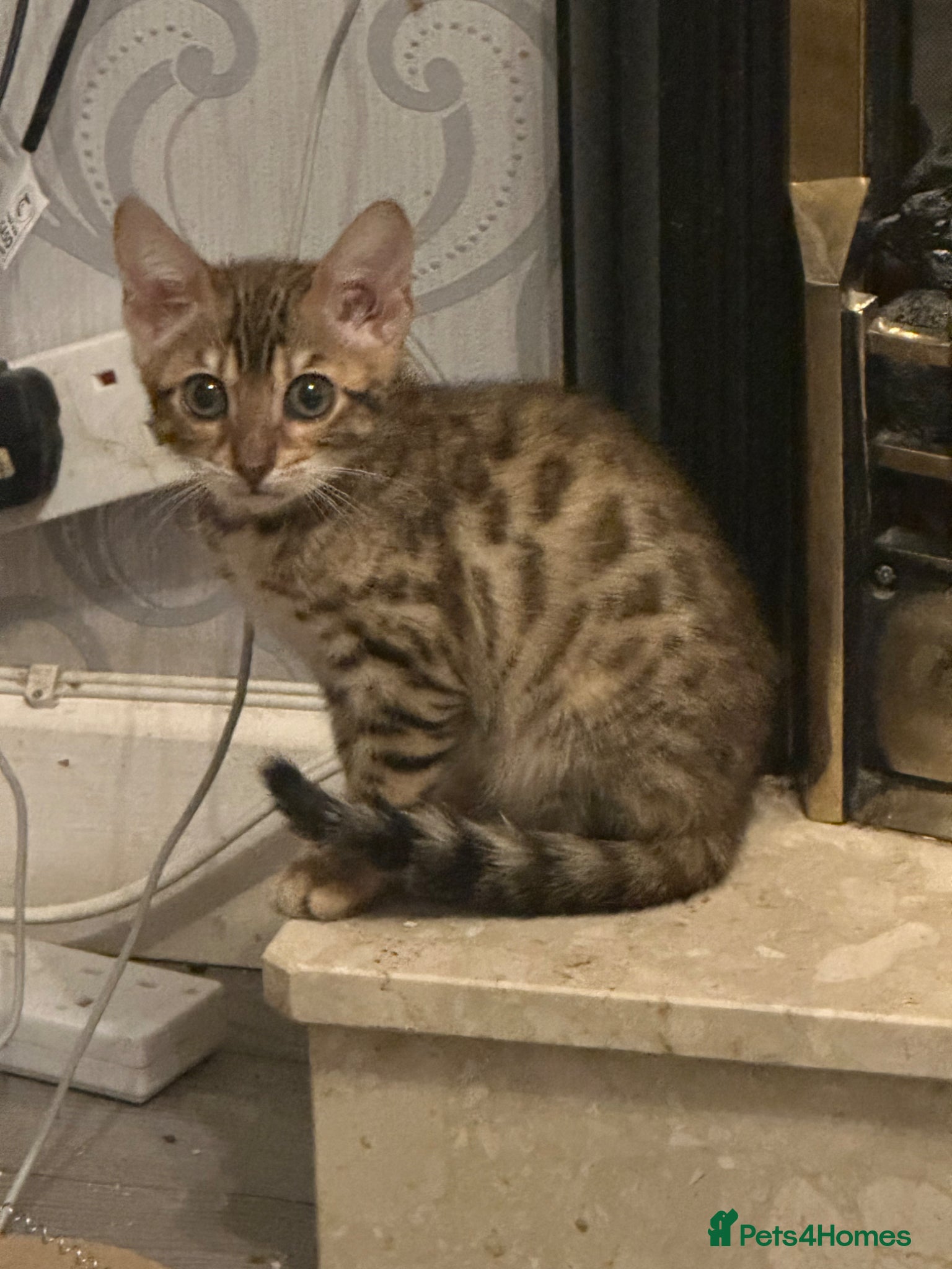 Bengal cats Stunning pure breed Bengal kittens - Advert 4