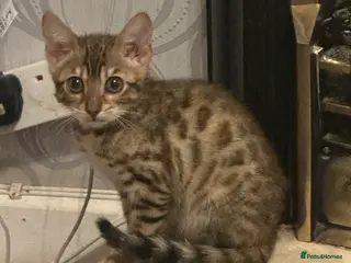 Bengal cats Stunning pure breed Bengal kittens - Advert 4