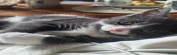 Mixed Breed cats for sale: 3 Beautiful Fluffy Female Kittens - Ready Now in Croydon - Advert 12