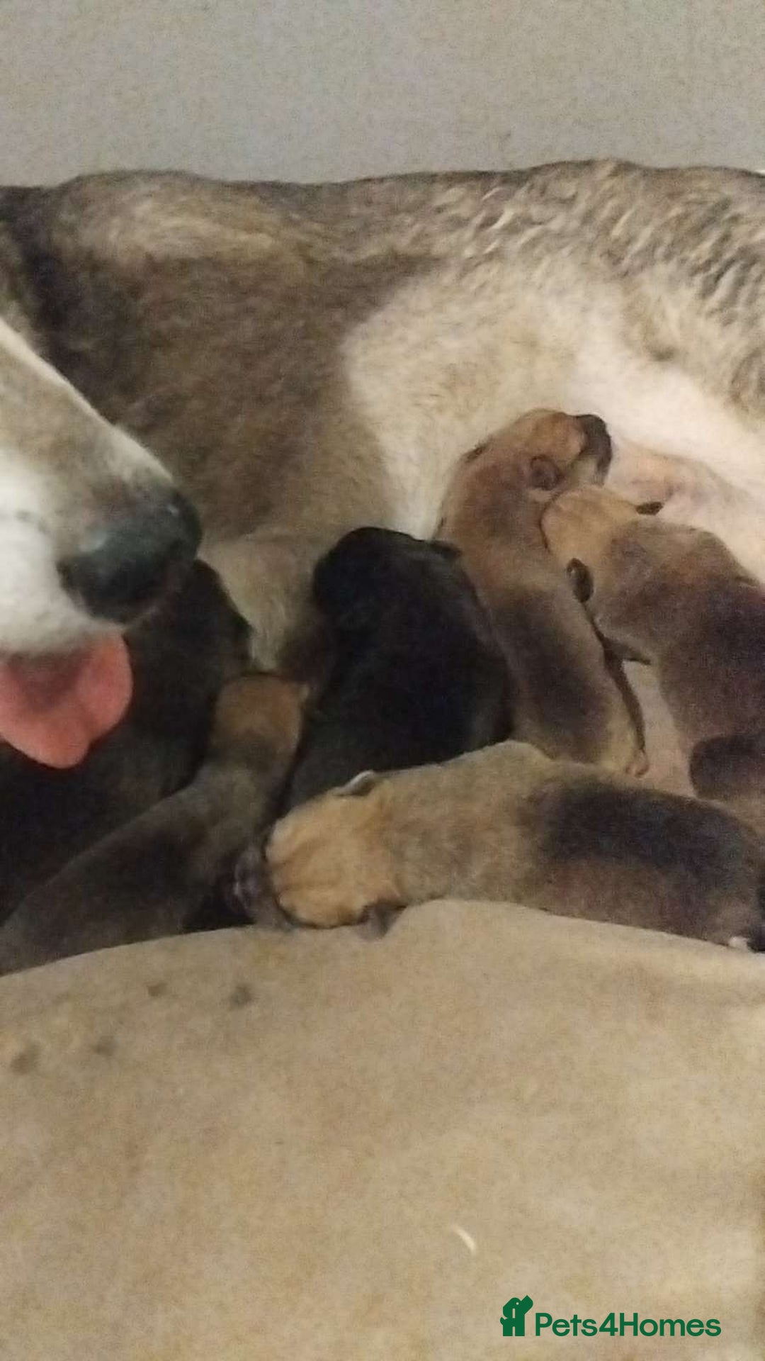 Mixed Breed dogs for sale: Husky x cane corso puppies - Image 7