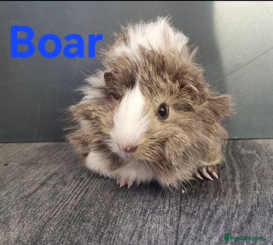 Guinea Pig rodents Beautiful Baby guinea pigs for sale  - Advert 21