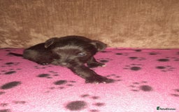 Mixed Breed dogs for sale: Snorkie pups - Image 13