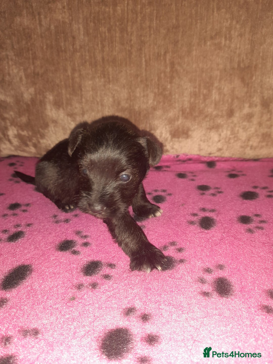 Mixed Breed dogs for sale: Snorkie pups - Image 13