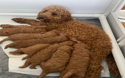 Cavapoo dogs for sale: Absolutely stunning Cavapoo Puppies for sale. - Image 8