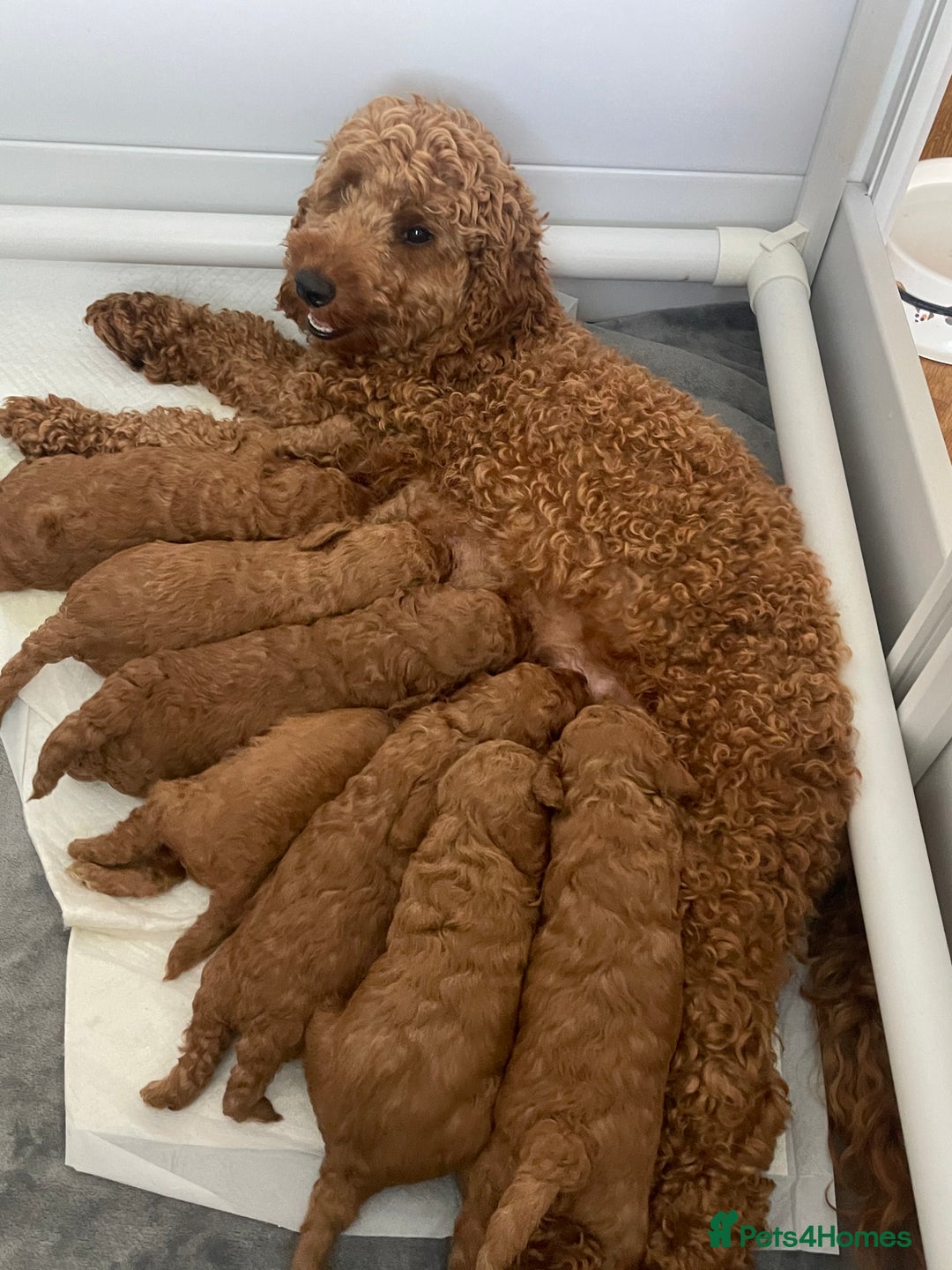 Cavapoo dogs for sale: Absolutely stunning Cavapoo Puppies for sale. - Image 8