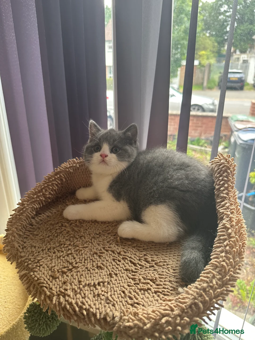 British Shorthair cats for sale: British Shorthairs - Advert 1