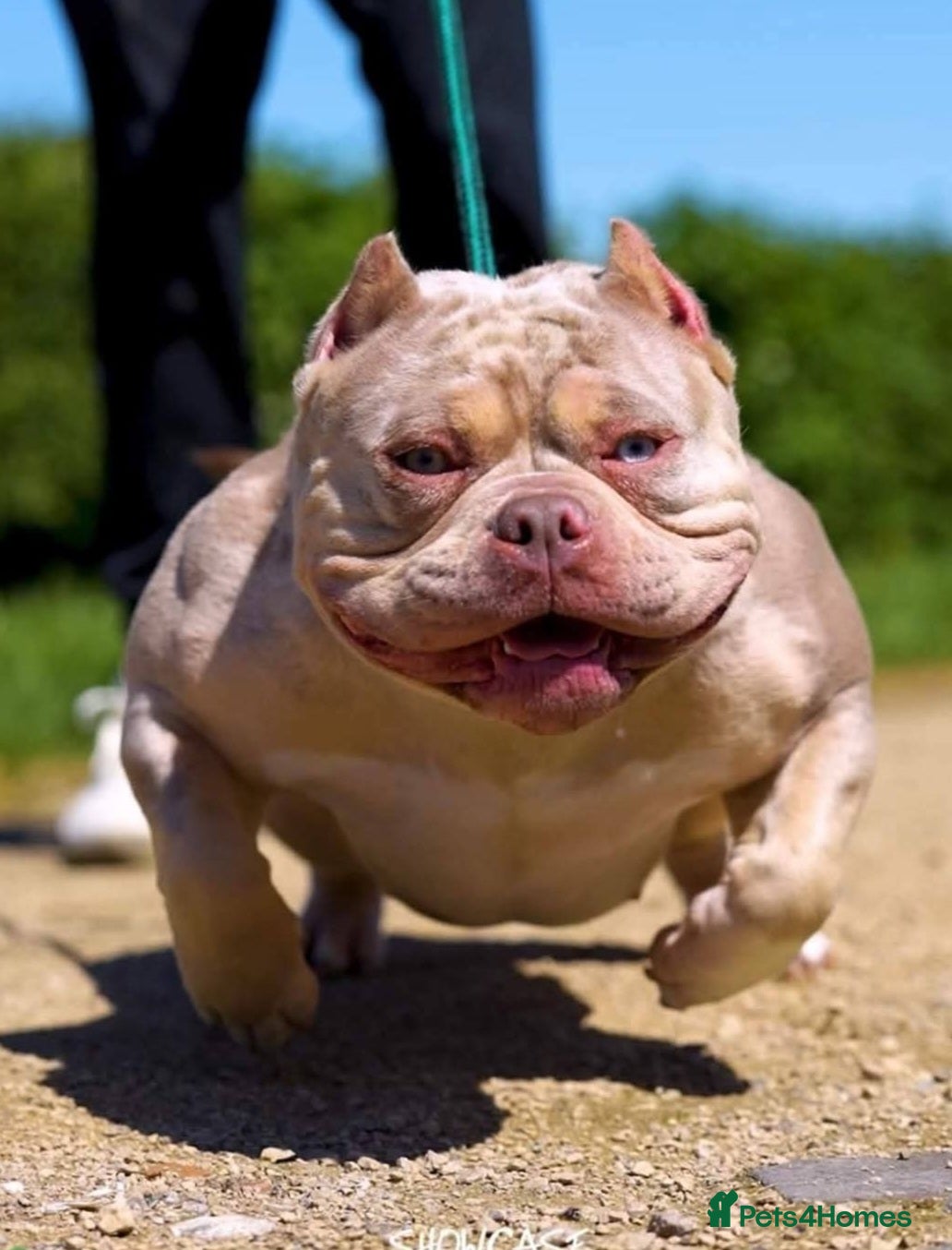 American Bully dogs Female american pocket bully  - Advert 1