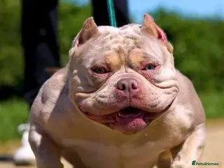 American Bully dogs Female american pocket bully - Advert 1