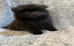 Pomeranian dogs for sale: Ready to leave Pomeranian puppies  - Image 10