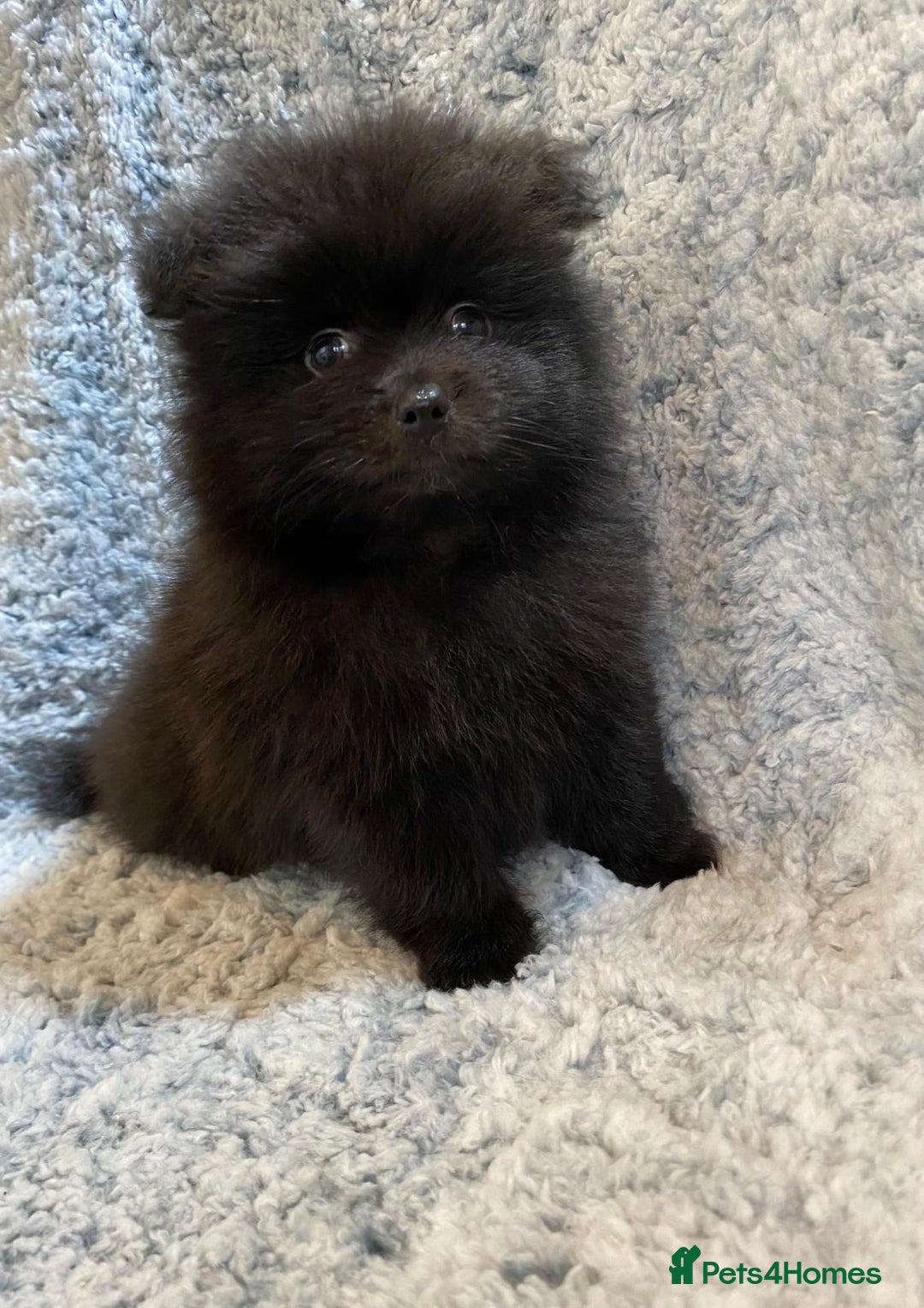 Pomeranian dogs for sale: Ready to leave Pomeranian puppies  - Image 10