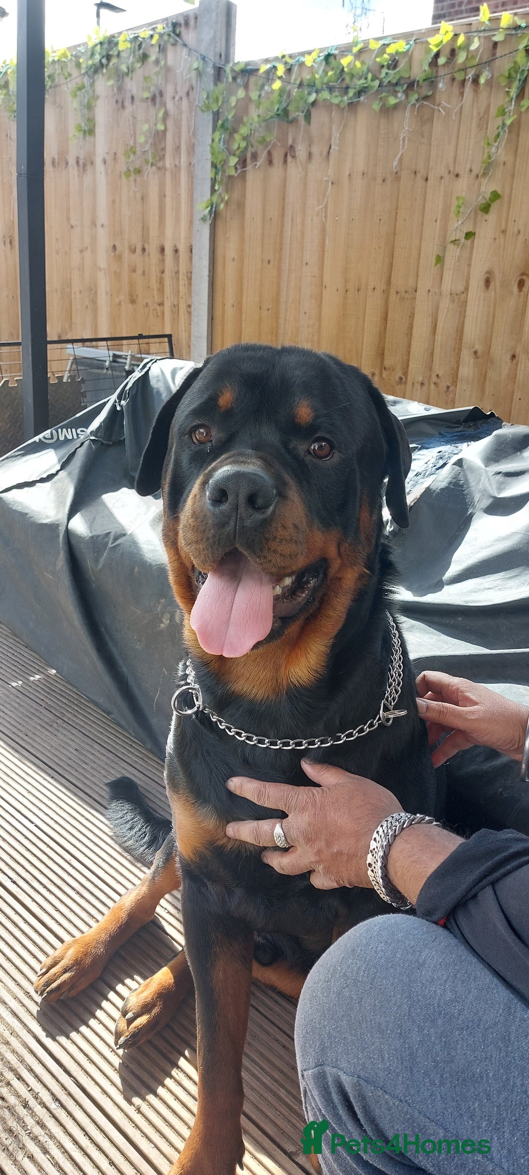 Rottweiler dogs for sale: Kc registered chunky pups - Advert 3