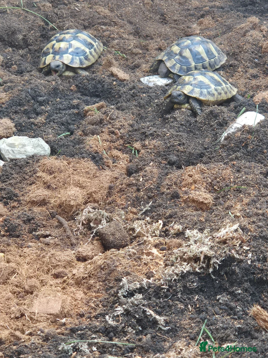 Hermann Tortoise reptiles for sale: 3x 1 year old Hermann tortoises - Advert 5