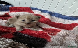 Mixed Breed cats for sale: Kittens😻Ragdoll x domestic cat short hair 😽 - Image 15