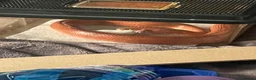 Corn Snake reptiles for sale: Hypo Motley Corn Snake in London - Advert 4