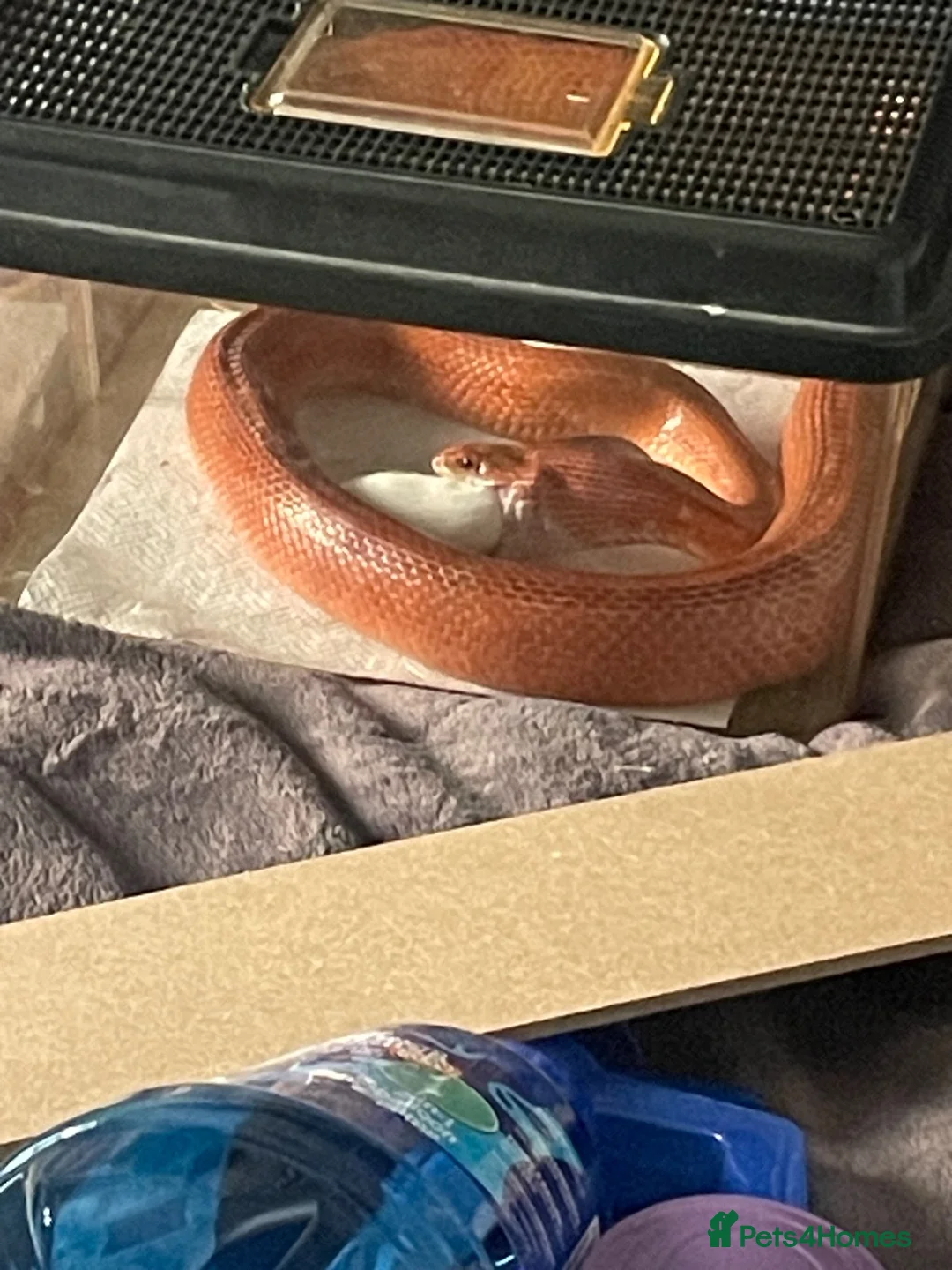 Corn Snake reptiles for sale: Hypo Motley Corn Snake in London - Advert 4