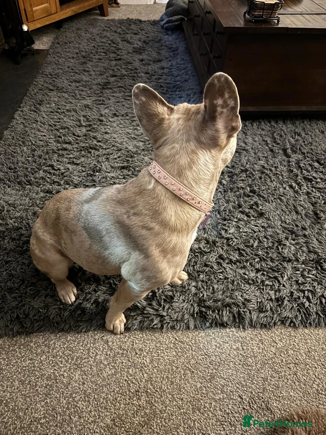 French Bulldog dogs for sale: Female French bulldog - Advert 5