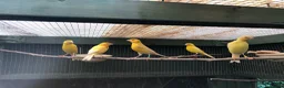 Canaries birds for sale: Satinette canaries crossed with Raza in Middlesbrough - Advert 3