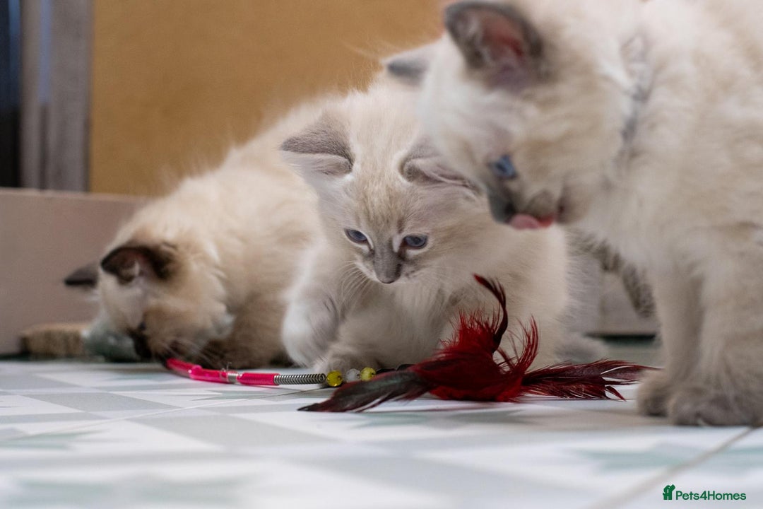 Ragdoll cats for sale: 🏅Last 2 GCCF Ragdoll kittens Ready now - Advert 38