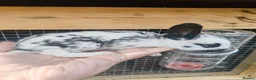 English Spot rabbits for sale: Pure English spot babies  - Advert 4