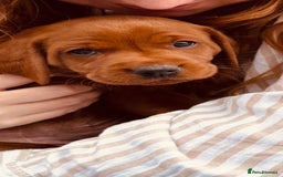 Labrador Retriever dogs for sale: Very dark Fox Red Labrador puppies - Image 14