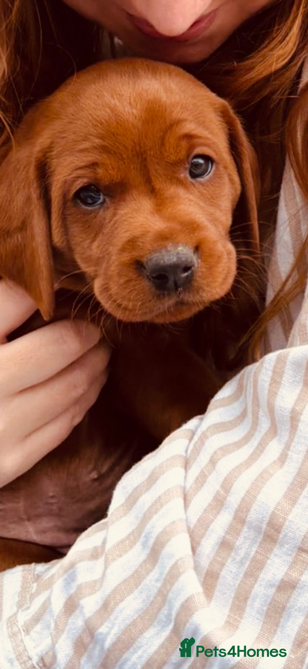 Labrador Retriever dogs for sale: Very dark Fox Red Labrador puppies - Image 14