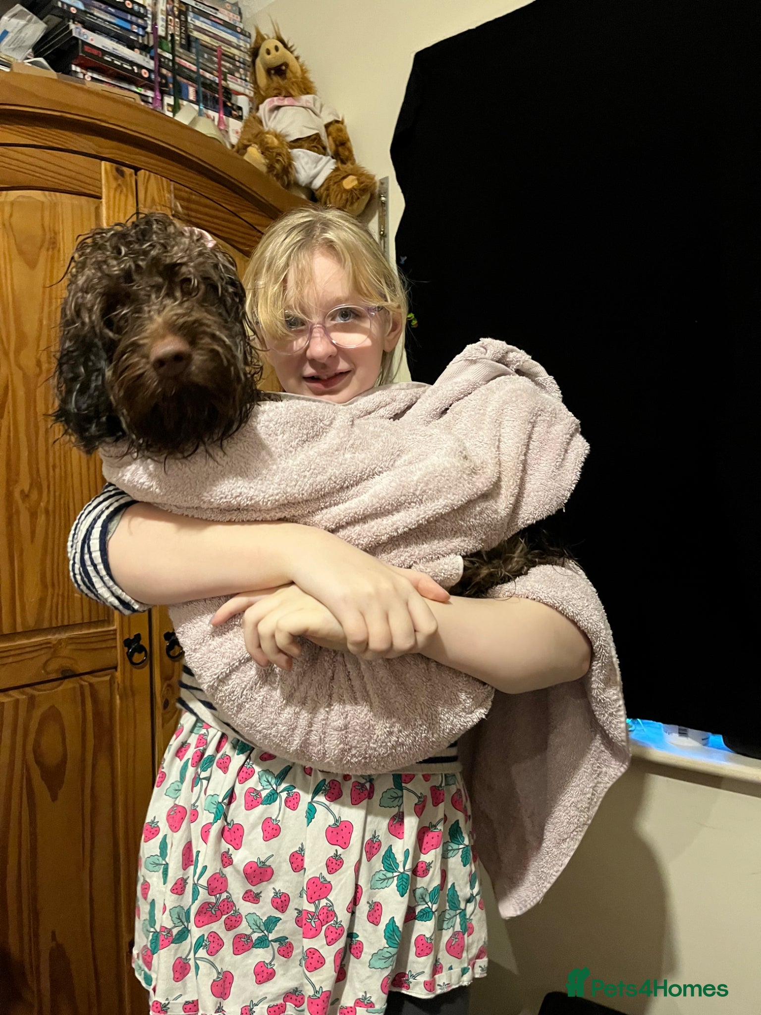 Cockapoo dogs Re homeing - Advert 2