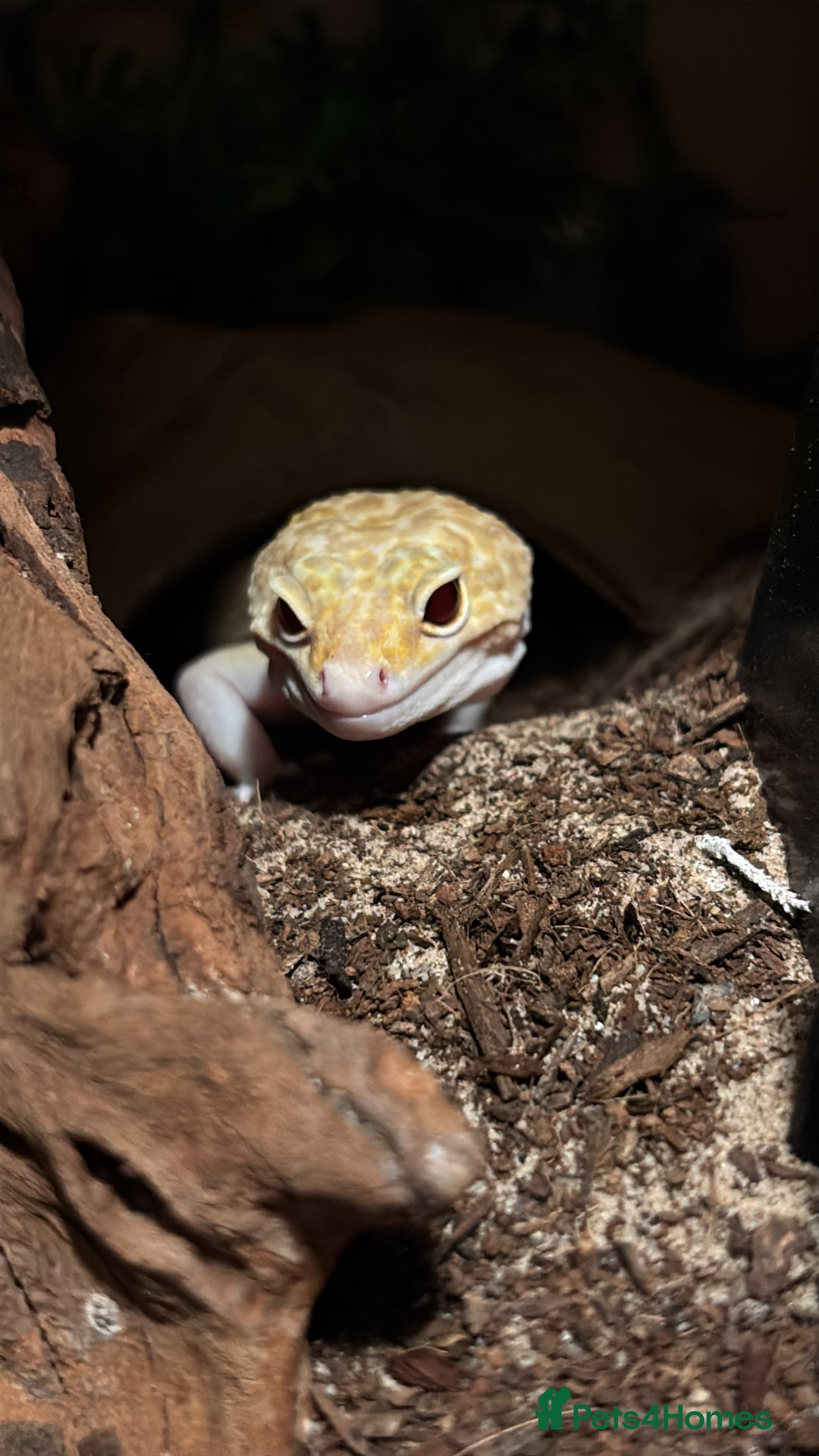 Leopard Gecko reptiles for sale: Leopard gecko - Advert 3