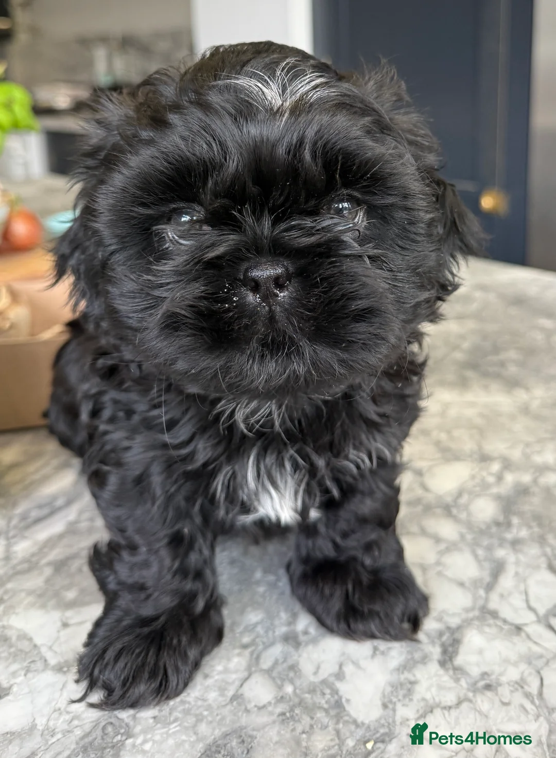 Shih Tzu dogs for sale: Shih Tzu Beauties, Imperial lines - Advert 11