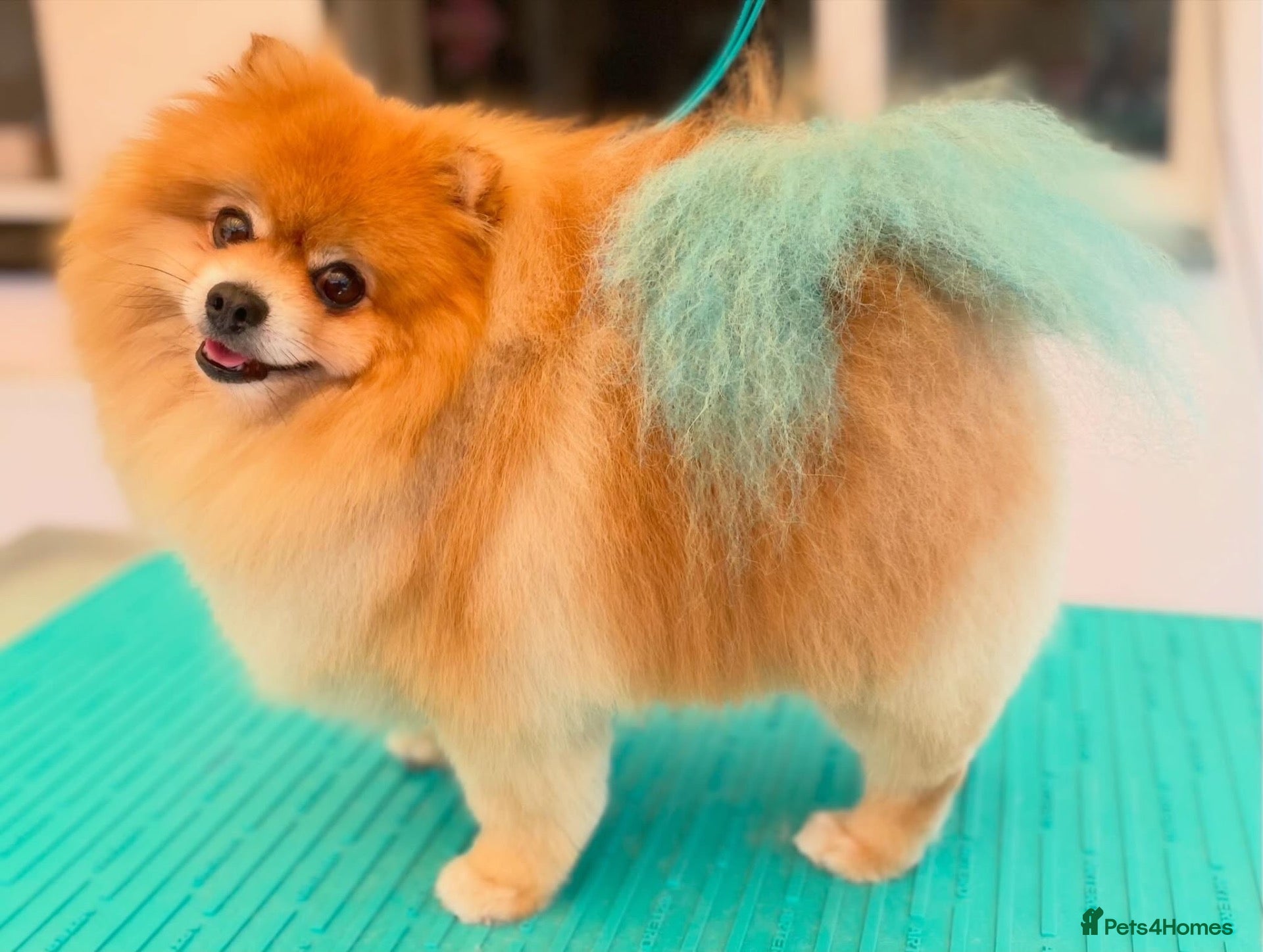 Pomeranian dogs for stud: Male Stud Fox Face Pomeranian  - Advert 1