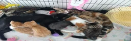 Mixed Breed cats for sale: TWIN TABBY GIRLS AND A GINGER BOY - Advert 3